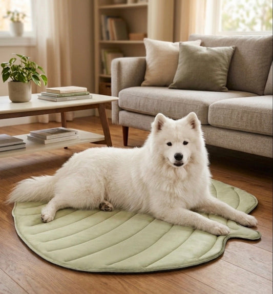 Oververhitting bij je hond of kat? Zo houd je je viervoeter koel deze zomer!